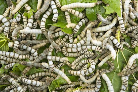silkworms eating mulberry leaf closeup nature silk worms Stock Photo - Budget Royalty-Free & Subscription, Code: 400-05239941