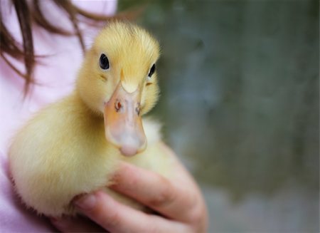Duckling being held in a girl's hands against her chest. Focus on duckling eye. Extreme close up. Stock Photo - Budget Royalty-Free & Subscription, Code: 400-05232216