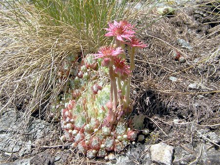 sedum - Sempervivum montanum, Crassulaceae, Stonecrop Family from the European Alps Stock Photo - Budget Royalty-Free & Subscription, Code: 400-05245494