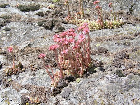 sedum - Sempervivum montanum, Crassulaceae, Stonecrop Family from the European Alps Stock Photo - Budget Royalty-Free & Subscription, Code: 400-05245490