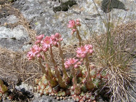 sedum - Sempervivum montanum, Crassulaceae, Stonecrop Family from the European Alps Stock Photo - Budget Royalty-Free & Subscription, Code: 400-05245514