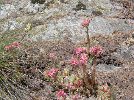 sedum - Sempervivum montanum, Crassulaceae, Stonecrop Family from the European Alps Stock Photo - Budget Royalty-Free & Subscription, Code: 400-05245513