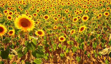 simsearch:400-04996406,k - Close-up Of The Big Sunflower In a Field Stock Photo - Budget Royalty-Free & Subscription, Code: 400-05246337
