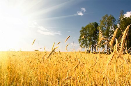 simsearch:400-05311898,k - Summer view of ripe wheat under sun and blue sky Stock Photo - Budget Royalty-Free & Subscription, Code: 400-05246400