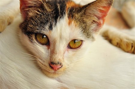 simsearch:400-05701368,k - Unblinking stare of a calico kitten Stock Photo - Budget Royalty-Free & Subscription, Code: 400-05246922