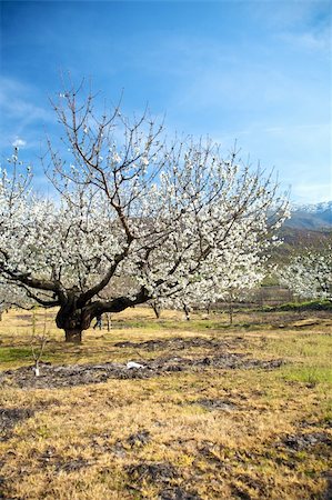 simsearch:400-04587823,k - almond trees at valley of jerte in caceres spain Stock Photo - Budget Royalty-Free & Subscription, Code: 400-05247987