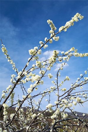 simsearch:400-04587823,k - almond trees at valley of jerte in caceres spain Stock Photo - Budget Royalty-Free & Subscription, Code: 400-05247988
