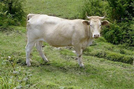 simsearch:400-05135877,k - Beige cows cattle  eating on the green grass meadow otudoor Photographie de stock - Aubaine LD & Abonnement, Code: 400-05240001