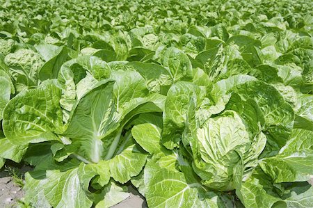 simsearch:400-04882980,k - cabbage green vegetables field in spring farmland agriculture Photographie de stock - Aubaine LD & Abonnement, Code: 400-05240065