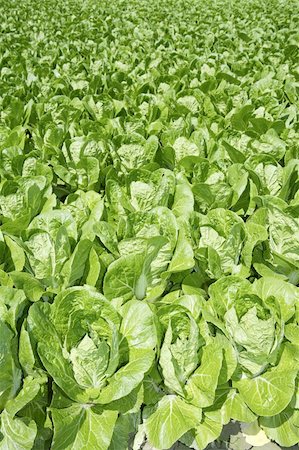 simsearch:400-04882980,k - cabbage green vegetables field in spring farmland agriculture Photographie de stock - Aubaine LD & Abonnement, Code: 400-05240066