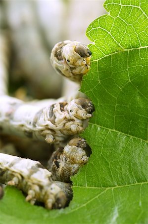 silkworms eating mulberry leaf closeup nature silk worms Stock Photo - Budget Royalty-Free & Subscription, Code: 400-05240680