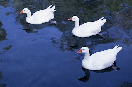 beautiful ducks in the lake Photographie de stock - Aubaine LD & Abonnement, Code: 400-05240872