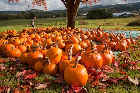 pumpkin fruit and his leafs - Young boy walks through a field with pumpkins on display in a countryside setting. Horizontal shot. Stock Photo - Budget Royalty-Free & Subscription, Code: 400-05240917