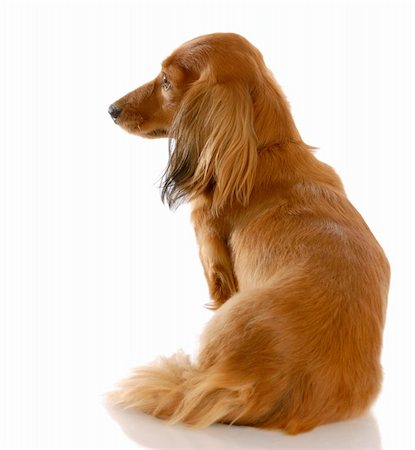 simsearch:400-04185637,k - long haired miniature dachshund with back to view with reflection on white background Stock Photo - Budget Royalty-Free & Subscription, Code: 400-05241006