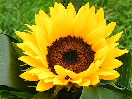 simsearch:400-05671297,k - macro detail of yellow sunflower - summer time is here Stock Photo - Budget Royalty-Free & Subscription, Code: 400-05242010