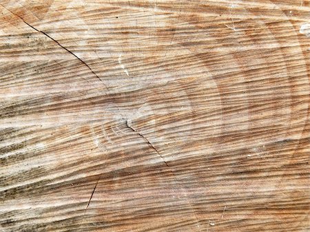 sawmill wood industry - Tree trunk texture with yearmarks Stock Photo - Budget Royalty-Free & Subscription, Code: 400-05242087