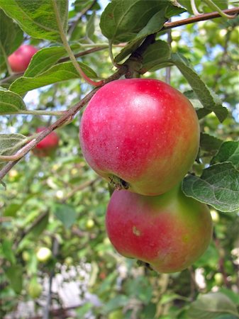 simsearch:846-03164224,k - Ripe red apples on apple tree branch Stock Photo - Budget Royalty-Free & Subscription, Code: 400-05242427