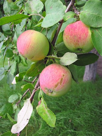 simsearch:846-03164224,k - Red apples on apple tree branch Stock Photo - Budget Royalty-Free & Subscription, Code: 400-05242428