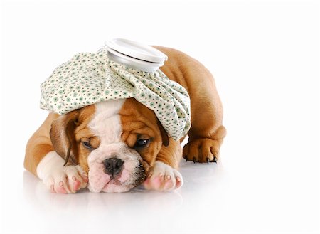 english bulldog puppy with hot water bottle on head with reflection on white background Stock Photo - Budget Royalty-Free & Subscription, Code: 400-05242539