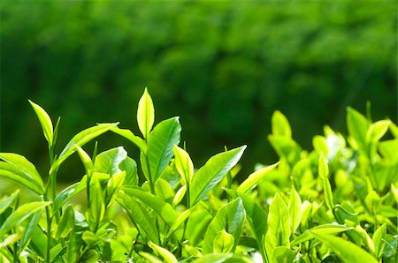 simsearch:400-05905687,k - Close up fresh tea leaves in morning sunlight. Stock Photo - Budget Royalty-Free & Subscription, Code: 400-05243176