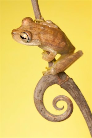 simsearch:400-05735843,k - frog amphibian treefrog rainforest branch copy space background Stock Photo - Budget Royalty-Free & Subscription, Code: 400-05243279