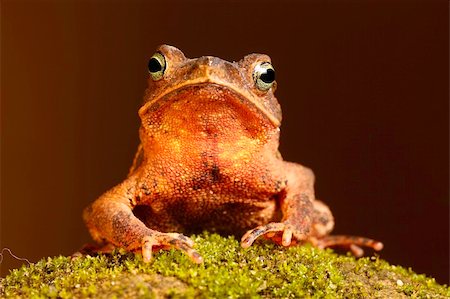 simsearch:400-05735843,k - south american crested toad rhinella typhonius sitting on a patch of moss Stock Photo - Budget Royalty-Free & Subscription, Code: 400-05243319