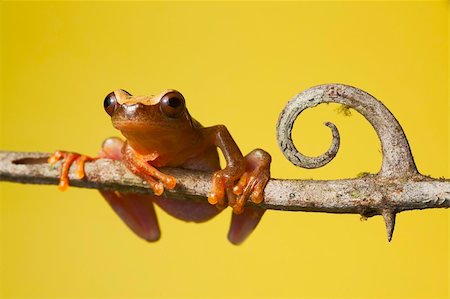 simsearch:400-05735843,k - frog amphibian treefrog rainforest branch copy space background Stock Photo - Budget Royalty-Free & Subscription, Code: 400-05243332