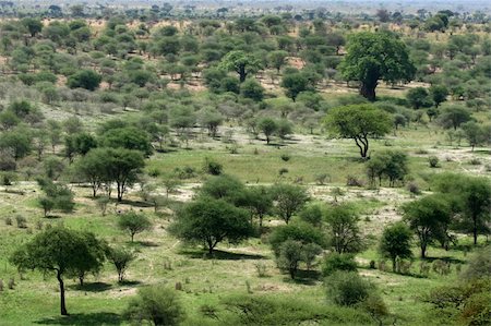 Tarangire National Park - Wildlife Reserve in Tanzania, Africa Stock Photo - Budget Royalty-Free & Subscription, Code: 400-05243491