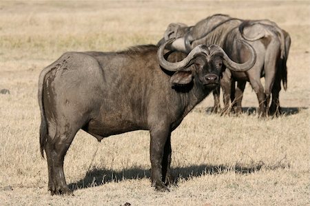 Ngorongoro Crater, Nature Reserve in Tanzania, East Africa Photographie de stock - Aubaine LD & Abonnement, Code: 400-05243516