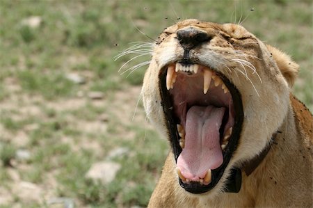 simsearch:400-04109301,k - Lion - Serengeti Wildlife Conservation Area, Safari, Tanzania, East Africa Stock Photo - Budget Royalty-Free & Subscription, Code: 400-05243707