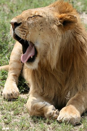 simsearch:400-04109301,k - Lion - Serengeti Wildlife Conservation Area, Safari, Tanzania, East Africa Stock Photo - Budget Royalty-Free & Subscription, Code: 400-05243709