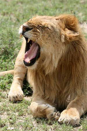 simsearch:400-04109301,k - Lion - Serengeti Wildlife Conservation Area, Safari, Tanzania, East Africa Stock Photo - Budget Royalty-Free & Subscription, Code: 400-05243710