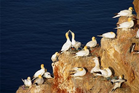 Helgoland - German island in the North sea Stock Photo - Budget Royalty-Free & Subscription, Code: 400-05243901