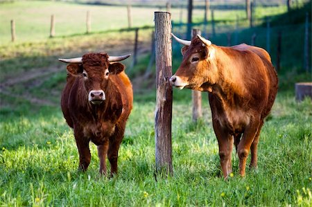 some cows pasturing in green fields Photographie de stock - Aubaine LD & Abonnement, Code: 400-05256256