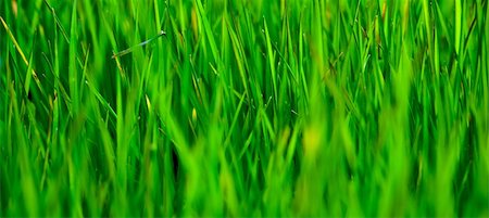 simsearch:400-05362449,k - Close-up picture of a panoramic green grass Stock Photo - Budget Royalty-Free & Subscription, Code: 400-05257673