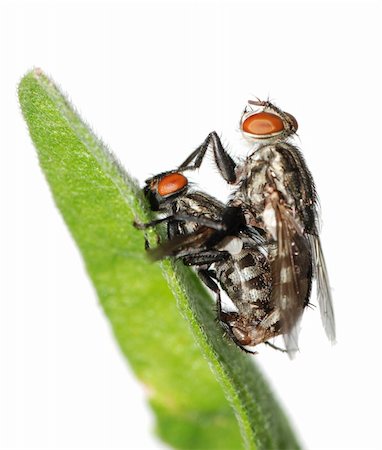 simsearch:400-05703373,k - mating fly insect macro isolated on white background Stock Photo - Budget Royalty-Free & Subscription, Code: 400-05258626