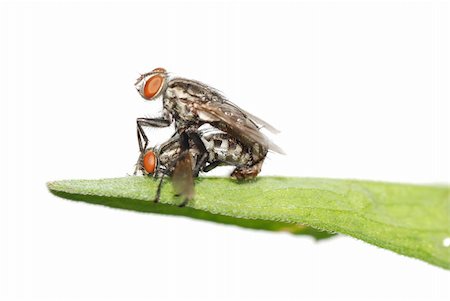simsearch:400-05703373,k - mating fly insect macro isolated on white background Stock Photo - Budget Royalty-Free & Subscription, Code: 400-05258627