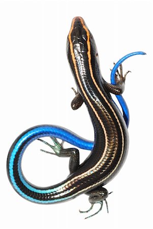 simsearch:400-05181065,k - blue tail skink lizard isolated on white background Stock Photo - Budget Royalty-Free & Subscription, Code: 400-05258634