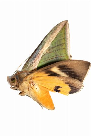 insect moth green and yellow isolated on white background Stock Photo - Budget Royalty-Free & Subscription, Code: 400-05258640