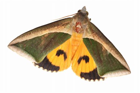 simsearch:400-07518693,k - insect moth green and yellow isolated on white background Stock Photo - Budget Royalty-Free & Subscription, Code: 400-05258641
