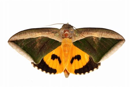 simsearch:400-07518693,k - insect moth green and yellow isolated on white background Stock Photo - Budget Royalty-Free & Subscription, Code: 400-05258642