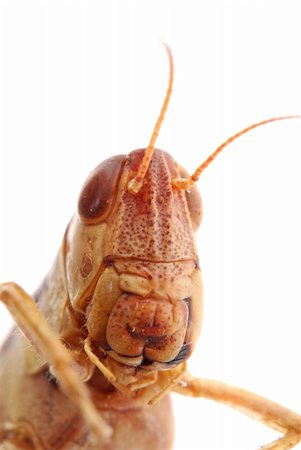 portrait of a grasshopper isolated on white, studio shot Foto de stock - Super Valor sin royalties y Suscripción, Código: 400-05258666