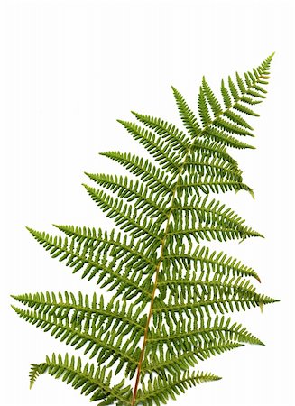 simsearch:400-04701752,k - Fern leaf isolated on white background. Photographie de stock - Aubaine LD & Abonnement, Code: 400-05259077