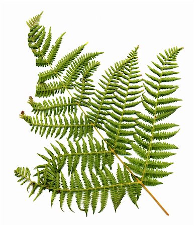 simsearch:400-04701752,k - Fern leaf isolated on white background. Photographie de stock - Aubaine LD & Abonnement, Code: 400-05259078
