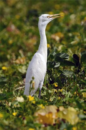 simsearch:400-04604339,k - An intermediate egret standing tall in a cucumber field Stock Photo - Budget Royalty-Free & Subscription, Code: 400-05259106
