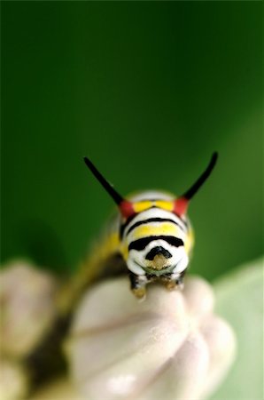 simsearch:400-06912266,k - A caterpillar perching on a purple flower early morning Stock Photo - Budget Royalty-Free & Subscription, Code: 400-05259168