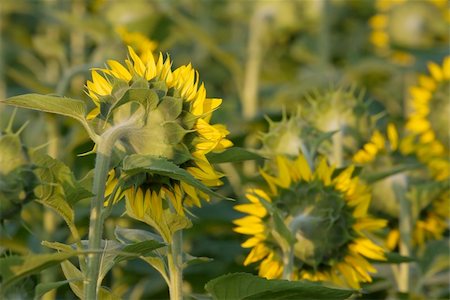 simsearch:400-04996406,k - Sunflowers showing back side Stock Photo - Budget Royalty-Free & Subscription, Code: 400-05259322