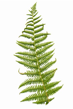 simsearch:400-04701752,k - Fern leaf isolated on white background. Photographie de stock - Aubaine LD & Abonnement, Code: 400-05259414