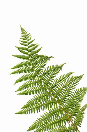 simsearch:400-04701752,k - Fern leaf isolated on white background. Photographie de stock - Aubaine LD & Abonnement, Code: 400-05259415