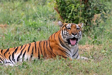 A Royal Bengal Tiger resting Stock Photo - Budget Royalty-Free & Subscription, Code: 400-05259564